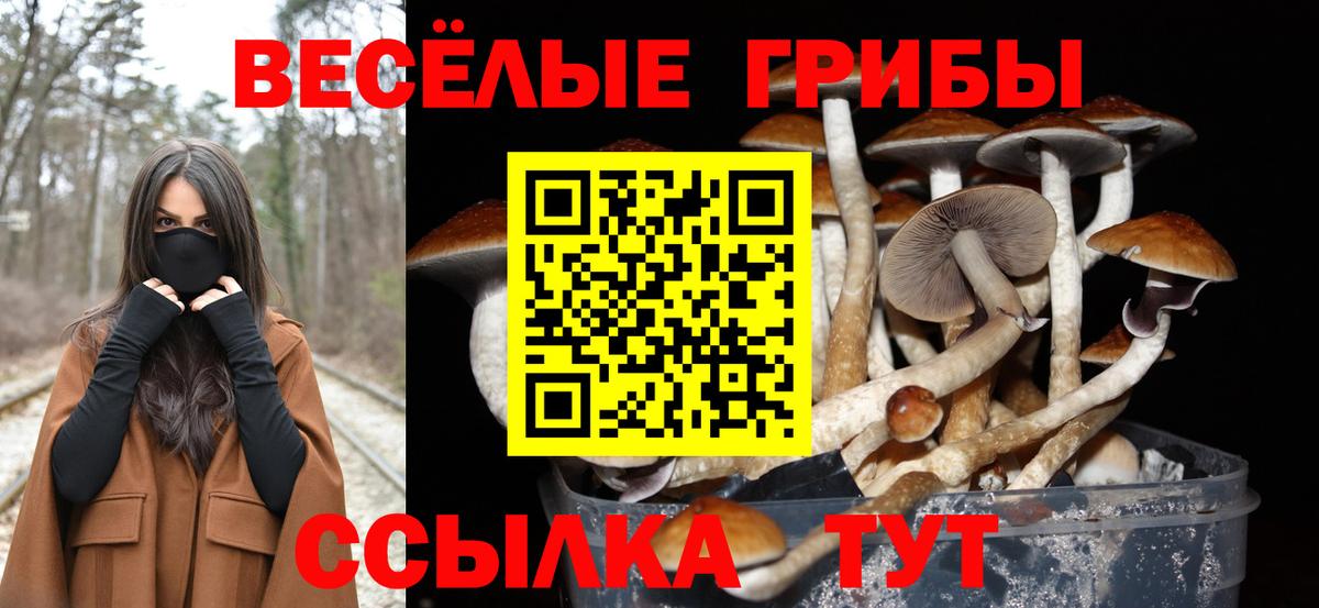 Галлюциногенные грибы Psilocybine cubensis  Вход с VPN  Гусь-Хрустальный 